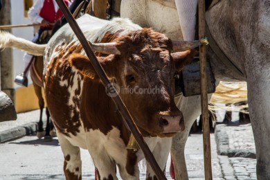 Cortejo Histórico e Etnográfico 2019